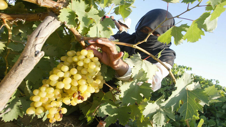 A Palestinian farmer picks grapes from a field close to the Netzarim Jewish settlement, south of Gaza City, Gaza Strip, Aug. 11, 2003.