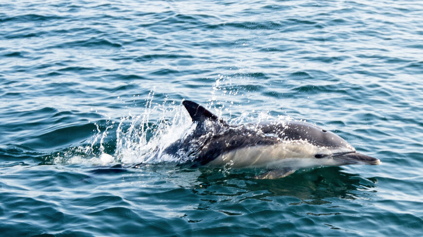 An Atlantic white sided dolphin swims off the coast of La Turballe, western France on Sept. 28, 2018. 