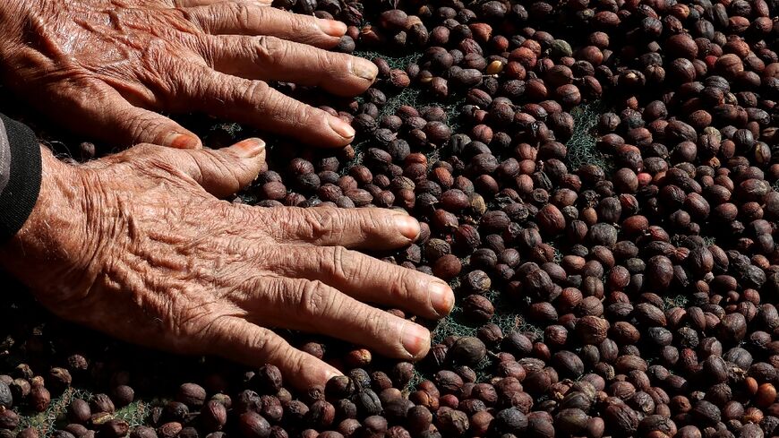 Saudi farmer Farah al-Malki, 90, checks his Khawlani coffee beans 