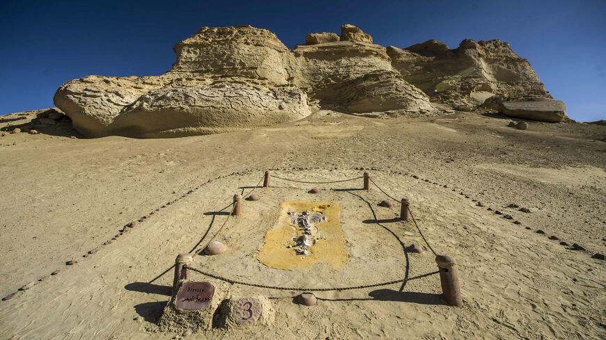 A picture shows a marine organism at the Wadi el-Haitan Fossil and Climate Change Museum, Fayoum, Egypt, Jan. 14, 2016.