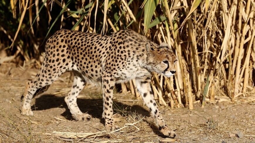 A critically endangered Asiatic cheetah is seen in its enclosure at Pardisan Park in the Iranian capital Tehran in 2017. Just a dozen individuals are believed to survive in the wild 