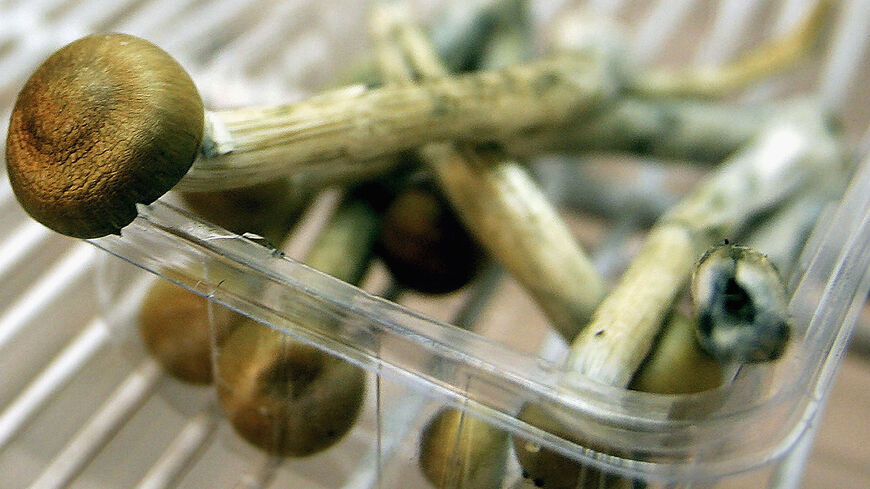 Magic mushrooms sit in a fridge on July 18, 2005, in London, England. 