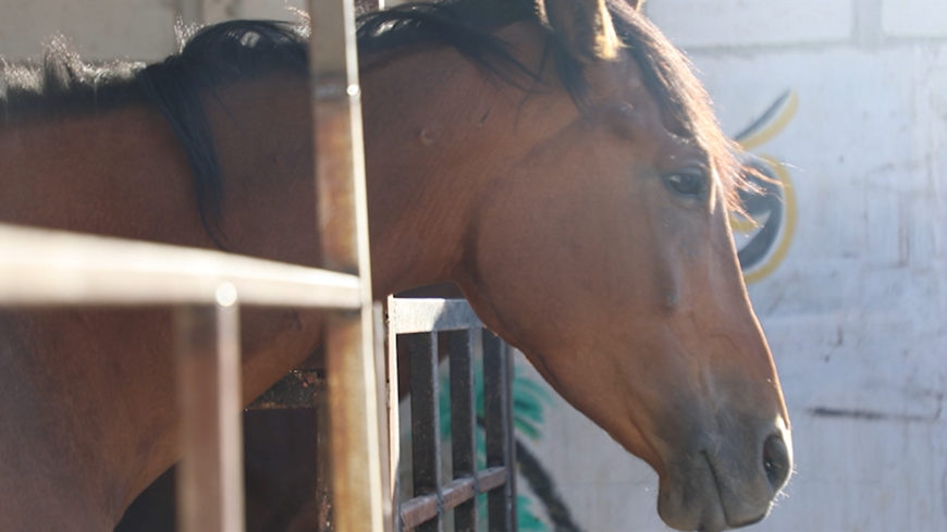 Arabian horse