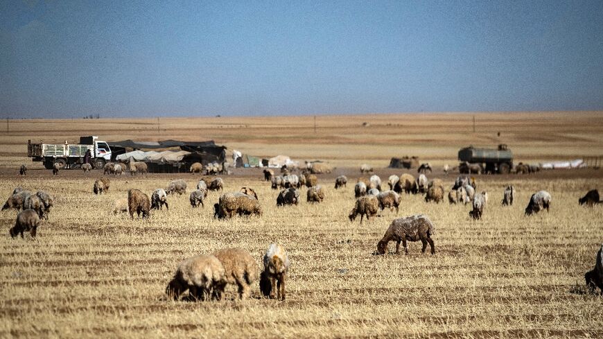 In Syria's once-fertile Hasakeh province, farmers are turning over their withered wheat fields to animals for grazing