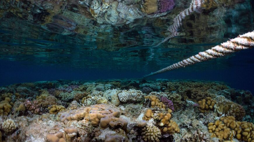 This picture taken on Sept. 4, 2018, shows an anchor attached to a coral reef.