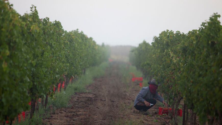 Syria harvest