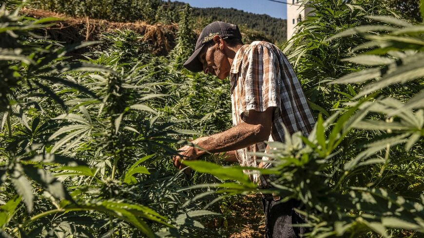 A farmer inspects plants in a cannabis field in Morocco's Ketama area at the foot of the mountainous region of Rif