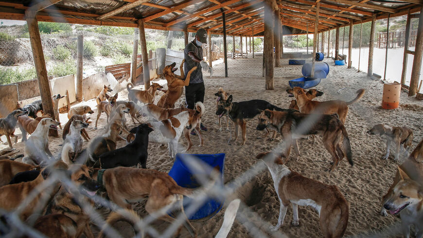 Volunteer at the Sulala Society for Animal Care Saeed al-Err attends to stray dogs at the association's shelter in Gaza City, Gaza Strip, Sept. 9, 2020.