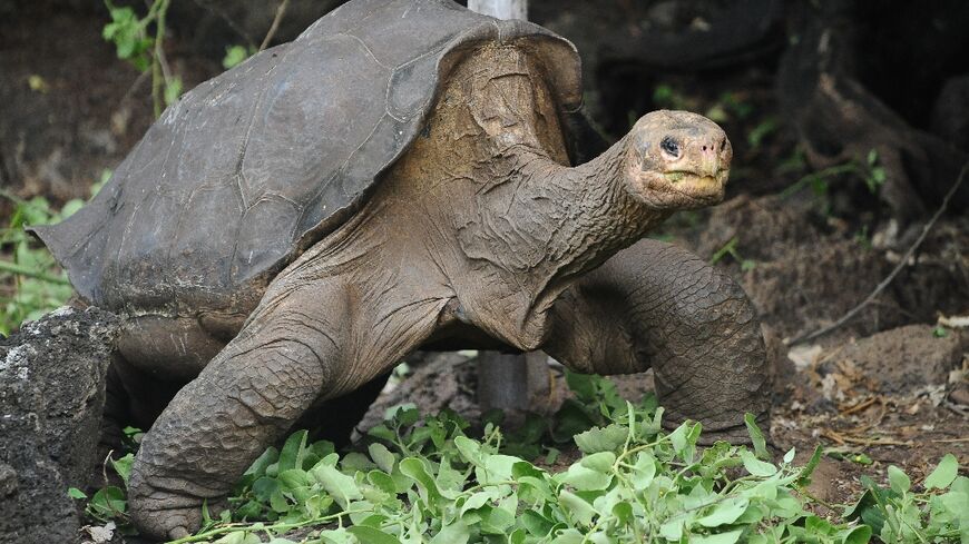 Lonesome George was the last known Pinta Island Tortoise, from the Galapagos  Archipelago