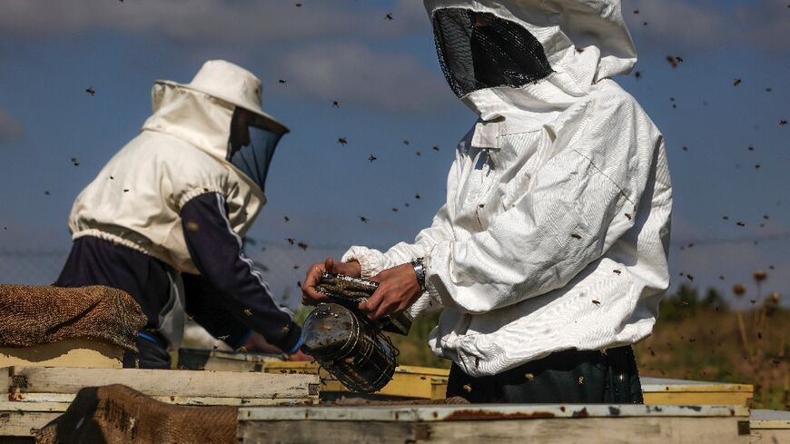 Ahead of World Bee Day on Saturday Khoudair has returned to her colony just a few hundred metres from the border