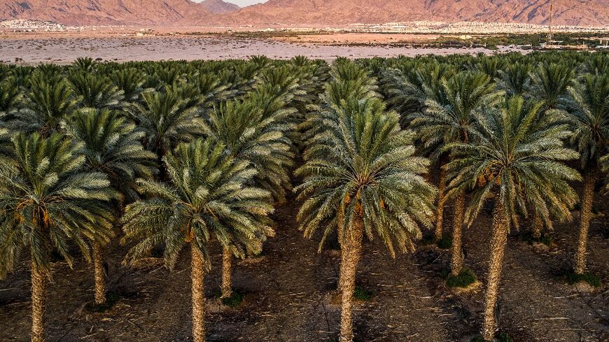 A date palm plantation that is irrigated with a mix of groundwater and wastewater