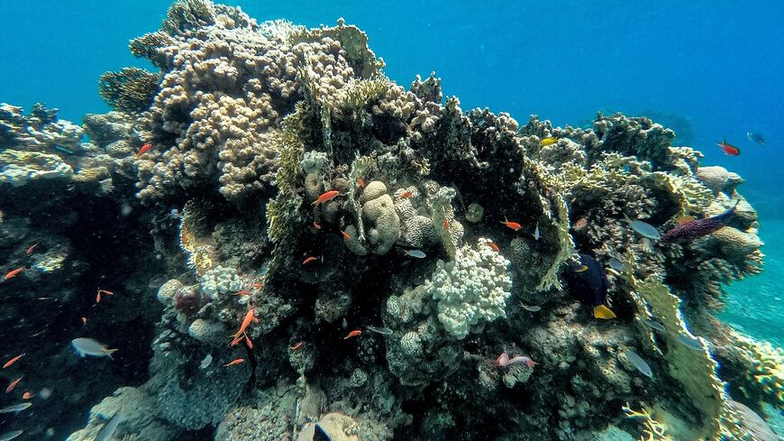 A mass die-off of the sea urchins that help keep algae in check on coral reefs is threatening the Red Sea ecosystem, marine biologists in Israel warn