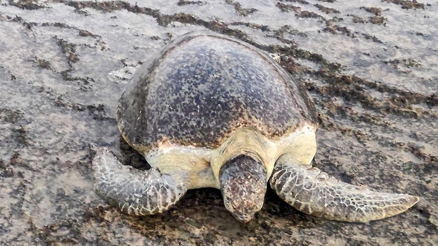 With sands made hotter by climate change, sea turtle eggs are rarely yielding male turtles, which require cooler temperatures during the incubation period