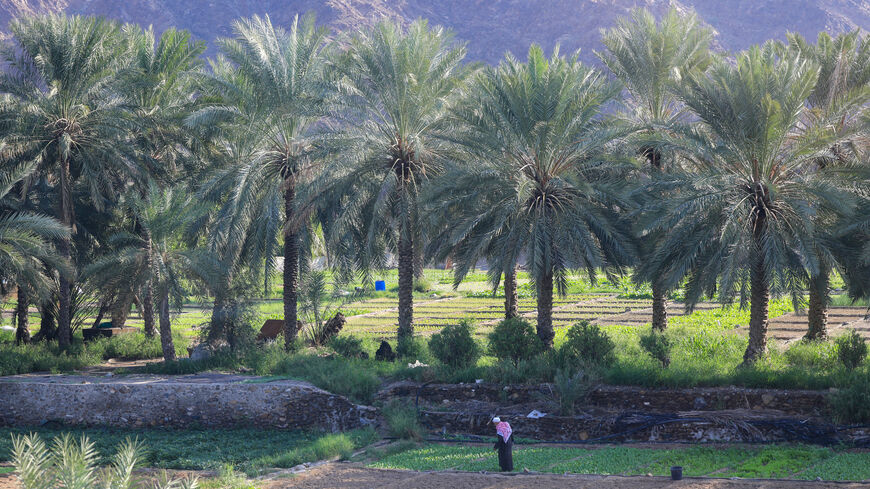 A man works in a vegetable field in Fujairah on November 28, 2023. (Photo by Karim SAHIB / AFP) (Photo by KARIM SAHIB/AFP via Getty Images)