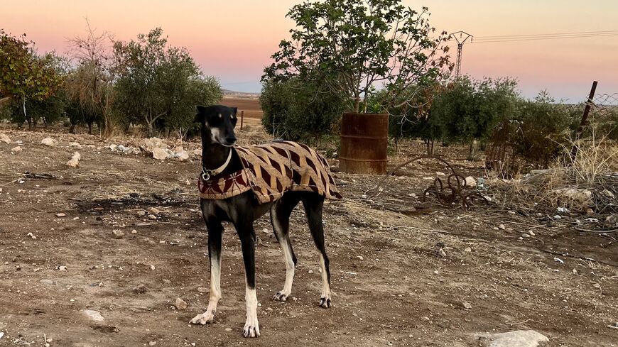 Hatira, a Saluki who runs “like a bullet,” in Aliyaa, Syria on Nov. 22, 2023. 