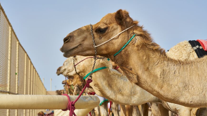 Race camels resting before a race in Qatar.