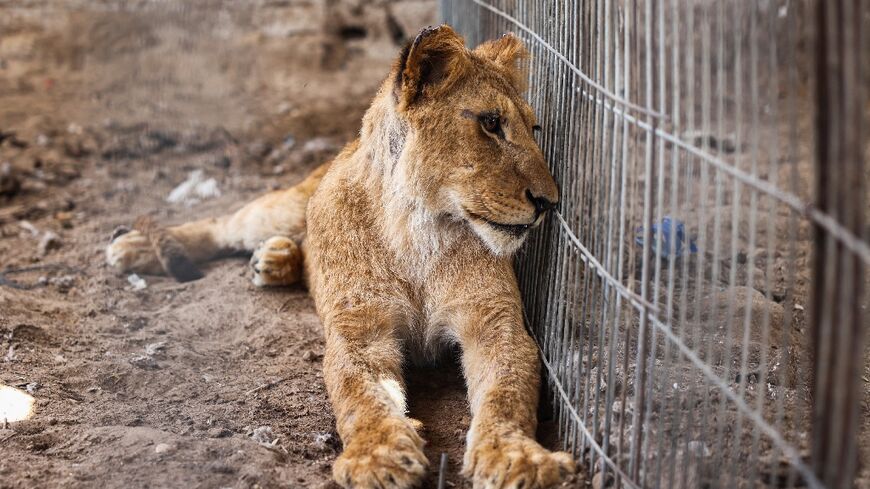 A lioness rests in Khan Yunis, Gaza, after it was evacuated from Rafah by its owner to escape the Israeli offensive