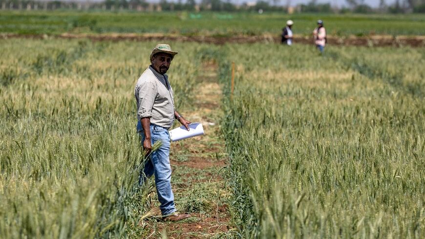 The International Center for Agricultural Research in Dry Areas (ICARDA) has sought to develop drought-resistant breeds of cereals to combat years of dryness in Morocco