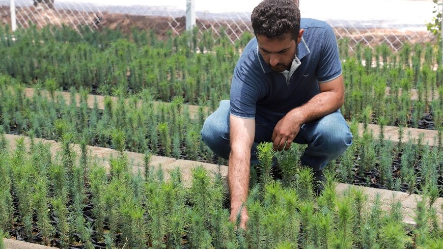 Staff at the plant nursery in Kurdistan, northern Iraq are prioritising drought and heat-resistant species to mitigate against climate change