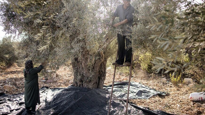 Olive harvests are central to Palestinian life and culture, said the independent experts