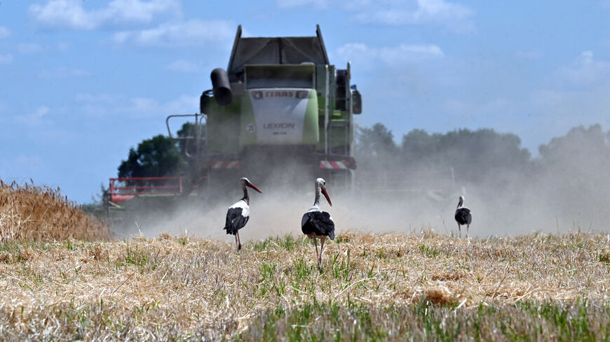 Storks are seen as a combine harvests wheat on a farm field near Malopolovetske village, some a hundred kilometers from Kyiv on July 20, 2024, amid Russian invasion of Ukraine. (Photo by Sergei SUPINSKY / AFP) (Photo by SERGEI SUPINSKY/AFP via Getty Images)