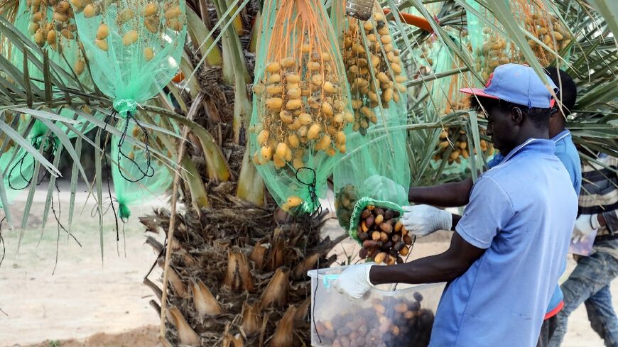 Mejhoul dates, native to Morocco's semi-arid regions, are famed for their large size, tender texture and rich sweetness