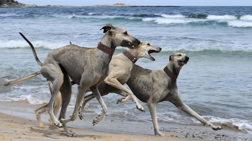 Unregulated crossbreeding and habitat shifts put the age-old North African Sloughi at risk