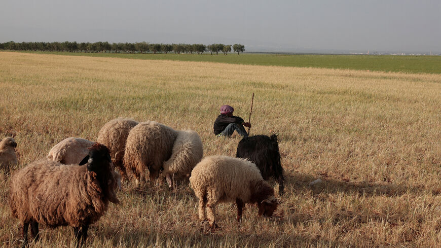 A shepherd sits near his sheep in a wheat field in Aleppo countryside, Syria, May 8, 2025. REUTERS/Mahmoud Hassano