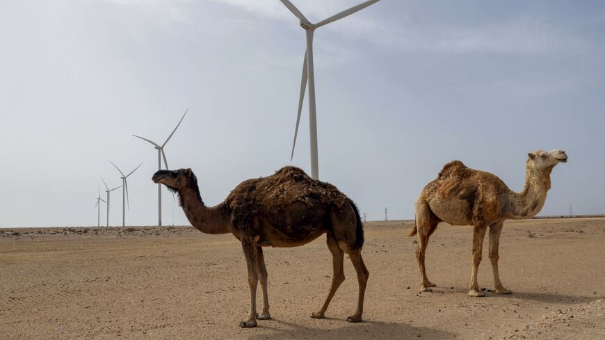 Camels roam next to wind turbines that will supply power to a desalination plant under construction in Dakhla in the disputed Western Sahara, mostly controlled by Morocco, on May 26, 2025.