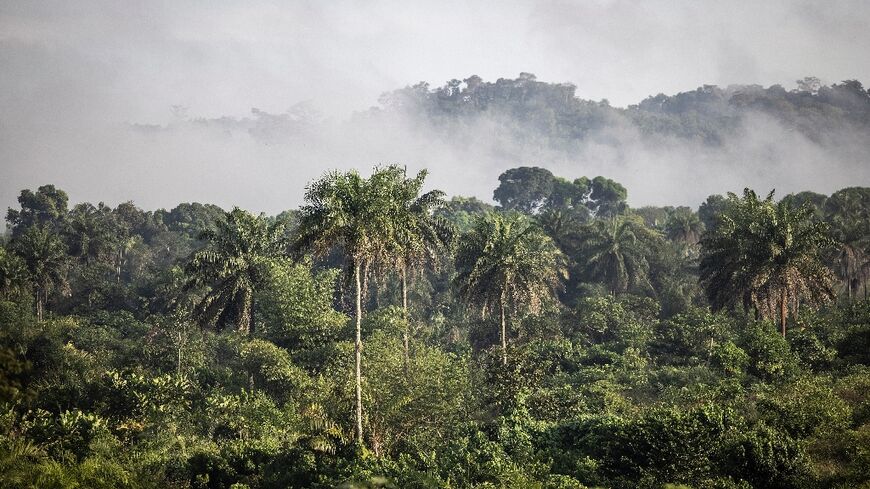 Forests in countries from Liberia to Zimbabwe were targetted for the Blue Carbon agreements