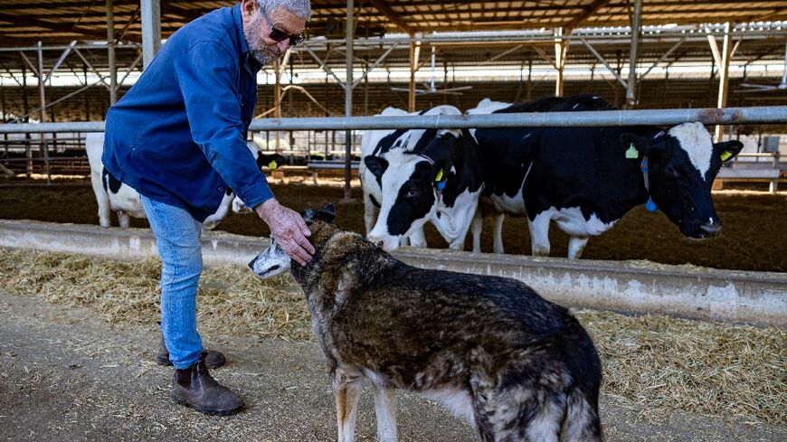 Israeli dairy and fruit farmer Tommy Kurlender's farm is a short distance from the Lebanon border