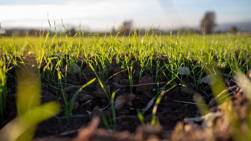 Young wheat shoots emerge from moist soil in farmland near Zakho, Iraqi Kurdistan region, Dec. 19, 2025.