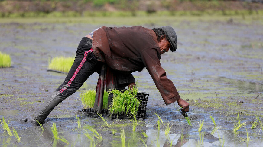 FILE PHOTO: A worker cultivates rice plants at a farm in Bangkok, Thailand, August 28, 2018. Picture taken August 28, 2018. REUTERS/Soe Zeya Tun/File Photo