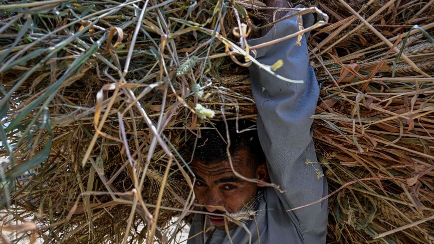 A farmer carries a load of wheat straw after threshing in a field in the village of Maraziq, about 30 kilometres south of Giza