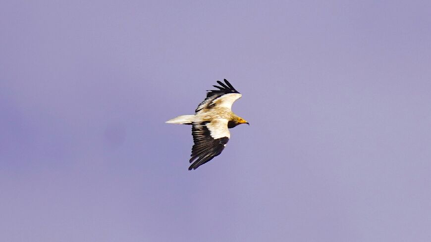 An Egyptian vulture flies over Gjirokaster, Albania