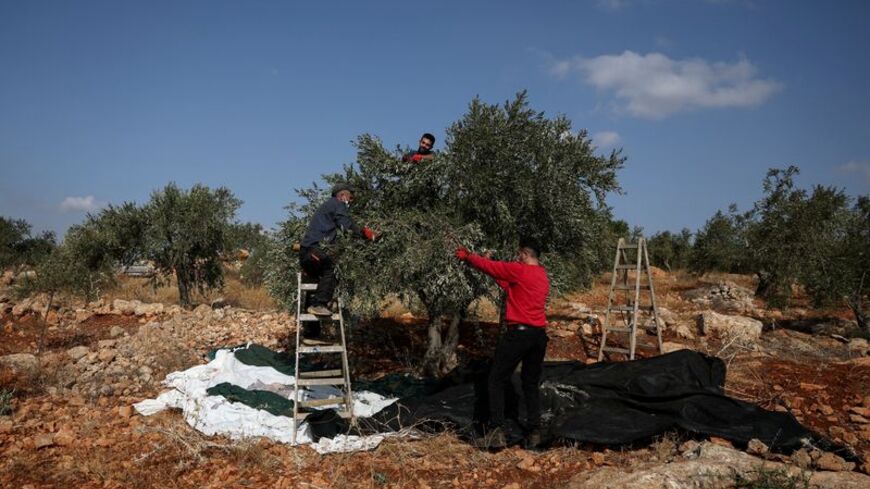FILE PHOTO: Olive harvest in Beit Furik near Nablus