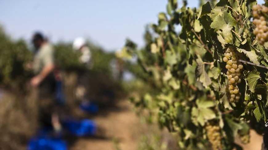 Volunteers harvest Chardonnay grapes at Ferency family's vineyard near the West Bank Jewish settlement of Bat Ayin, south of Bethlehem August 20, 2012. Established in 1993, Ferency's winery produces some 6,500 bottles of kosher wine a year using organically grown grapes. REUTERS/Nir Elias (WEST BANK - Tags: FOOD AGRICULTURE)
