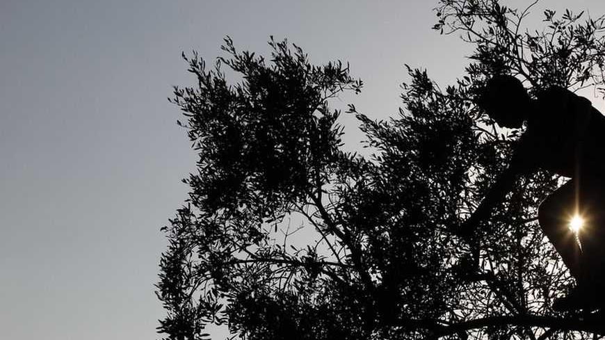 Palestinians, members of the Fatafta family, are silhouetted against the sun as they pick olives in their orchard during harvest season in West Bank village of Idna, near Hebron October 14, 2012. Reuters/Ammar Awad (WEST BANK - Tags: AGRICULTURE FOOD) - RTR3958I