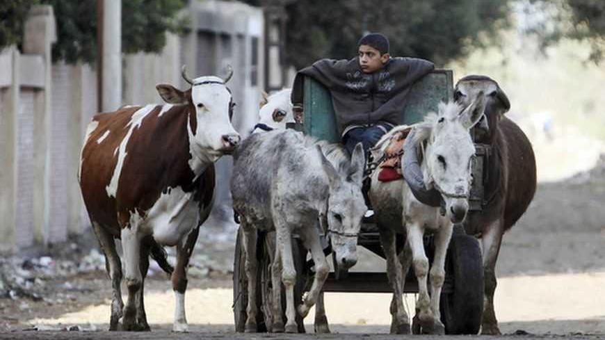 A young farmer leads his cows at al-Adwa village, the birth place of President Mohamed Mursi, located in the governorate of Sharqia, around 70 km (43 miles) northeast of Cairo January 7, 2013. Even in Adwa, where Mursi appeared to enjoy rock-solid support, locals said sudden increase in taxes or abrupt cuts to fuel or food subsidies would cost him dearly. Picture taken January 7, 2013. To match story EGYPT-REGIONS/    REUTERS/Asmaa Waguih (EGYPT - Tags: BUSINESS POLITICS ANIMALS SOCIETY) - RTR3C8L3