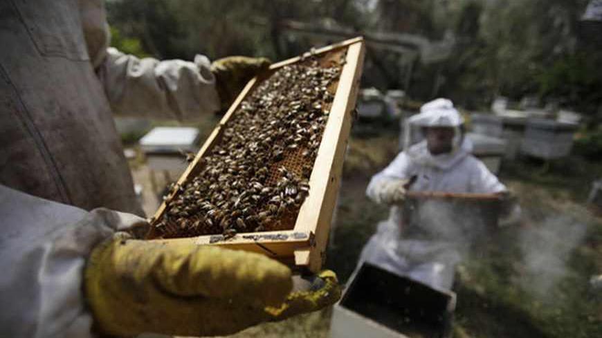 A Palestinian beekeeper checks a honeycomb before collecting honey at a farm in Rafah in the southern Gaza Strip, April 9, 2013. REUTERS/Ibraheem Abu Mustafa (GAZA - Tags: SOCIETY) - RTXYEPE
