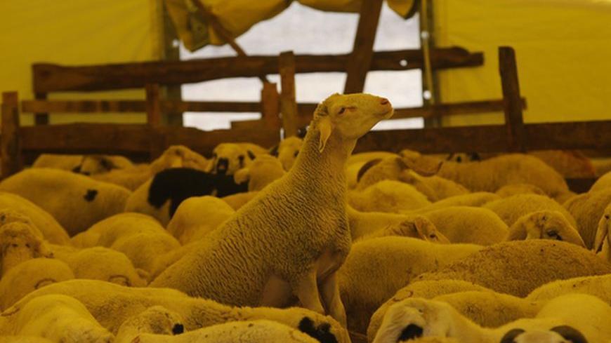 Sheep, to be slaughtered during next week's Eid al-Adha holiday, are seen at a market in Ankara October 11, 2013. Muslims around the world are preparing to celebrate Eid al-Adha (feast of sacrifice), marking the end of the Haj, by slaughtering sheep, goats, cows and camels to commemorate Prophet Abraham's willingness to sacrifice his son Ismail on God's command. REUTERS/Umit Bektas (TURKEY - Tags: ANIMALS RELIGION BUSINESS) - RTX1478W