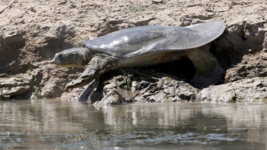 SoftShelledTurtleIraq.jpg