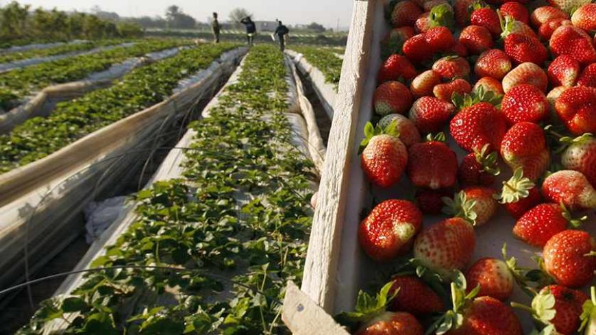 A Palestinian labourer holds up a box of freshly picked strawberries, intended for export, on a farm in Beit Lahiya in the northern Gaza Strip December 7, 2011. REUTERS/Ibraheem Abu Mustafa (GAZA - Tags: AGRICULTURE FOOD SOCIETY BUSINESS) - RTR2UY5X
