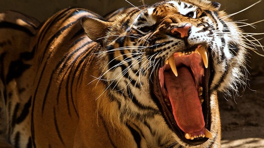 Animals Lebanon 7 - Copy.jpg