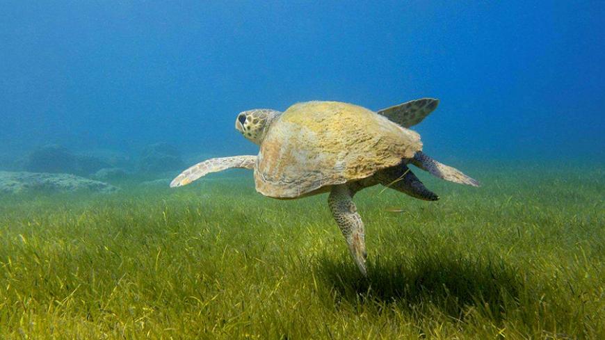 caretta UNDP Tahsin Ceylan.jpg