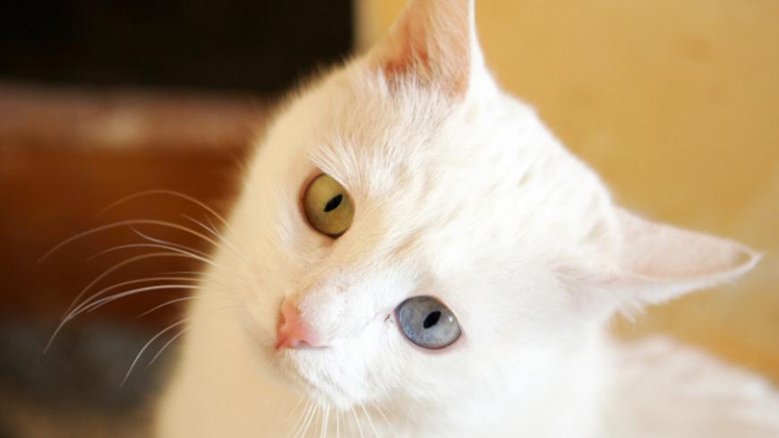 Van, TURKEY:  Van cat is seen at the Cat House Center in the eastern city of Van, Turkey, 19 January 2006. The bird-flu virus supposedly spreads to humans only if they come into contact with infected birds and poses no known threat to cats. But veterinarians, which is at the centre of the outbreak, are not taking any chances with the famous cats of Van, a protected species with white fur, auburn markings and different-coloured eyes. AFP PHOTO  MUSTAFA OZER  (Photo credit should read MUSTAFA OZER/AFP/Getty I