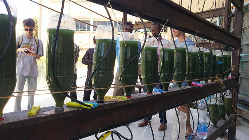 Spirulina3.jpg
