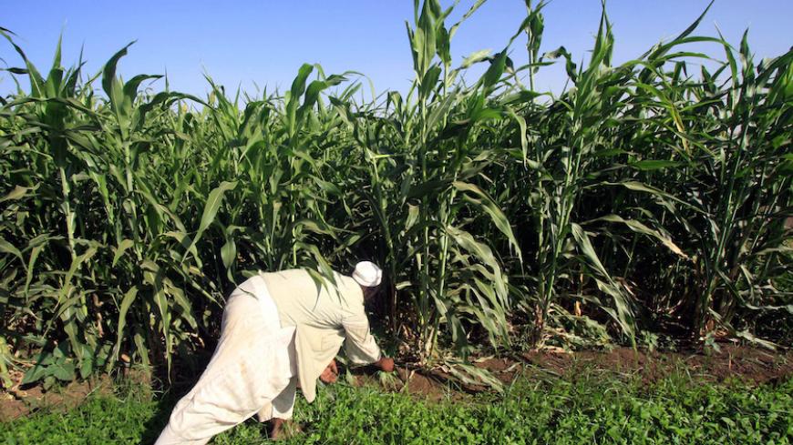 A Sudanese farmer works on his corn farm on the banks of the river Nile in Khartoum November 11, 2009.  For centuries, farmers like Berhanu Gudina have eked out a living in Ethiopia's central lowlands, tending tiny plots of maize, wheat or barley amid the vastness of the lush green plains. Now, they find themselves working cheek by jowl with high-tech commercial farms stretching over thousands of hectares tilled by state-of-the-art tractors -- and owned and operated by foreigners. Picture taken November 11,