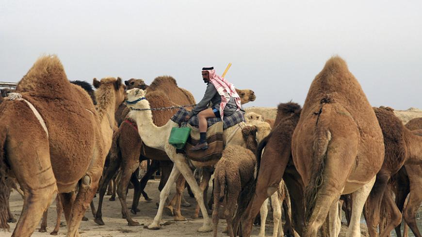 A Bedouin rides a camel in the desert between Anbar and Kerbala February 24, 2015. Picture taken February 24, 2015.   REUTERS/Mushtaq Muhammed (IRAQ - Tags: SOCIETY ANIMALS) - RTR4R25N