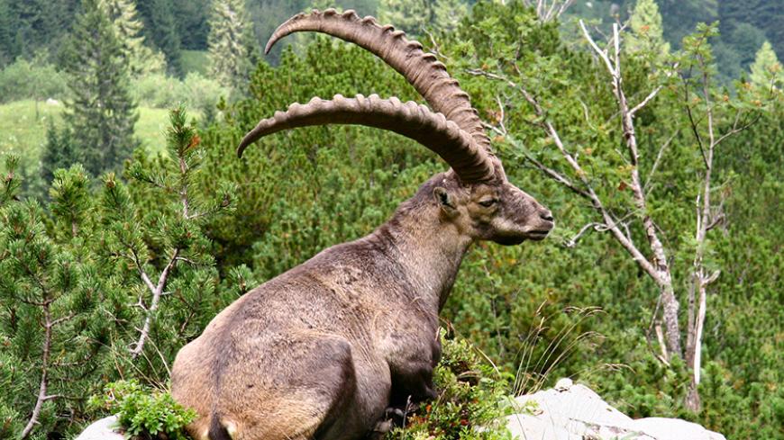 Steinbock_2006_08_2.jpg